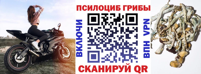 продажа наркотиков  дарк нет какой сайт  Псилоцибиновые грибы Psilocybine cubensis  Шали 