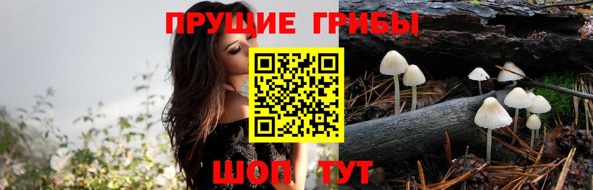 Шали  Галлюциногенные грибы мицелий  Вход с VPN  Псилоцибиновые грибы GOLDEN TEACHER 